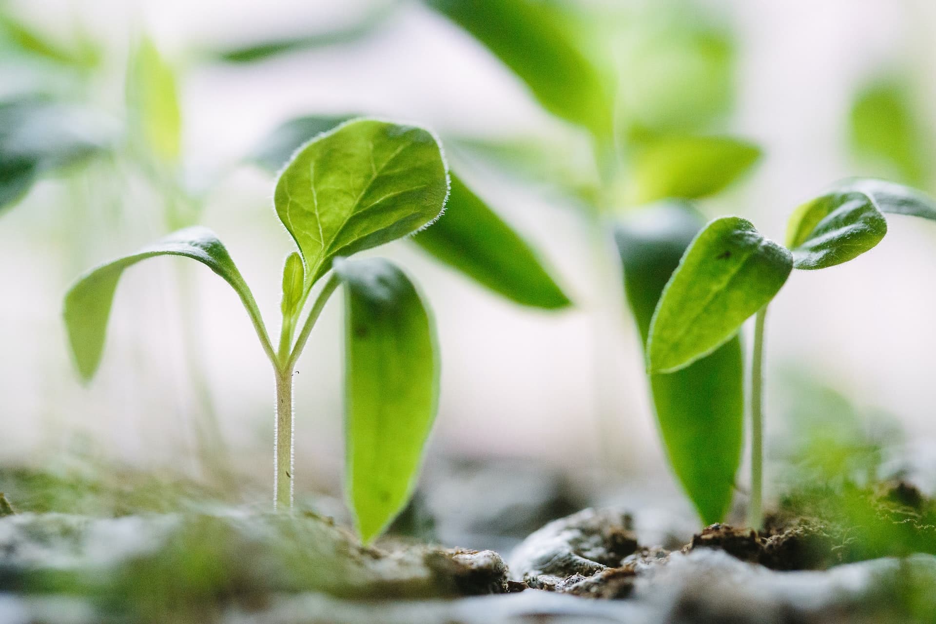 Plant sprouting through the dirt